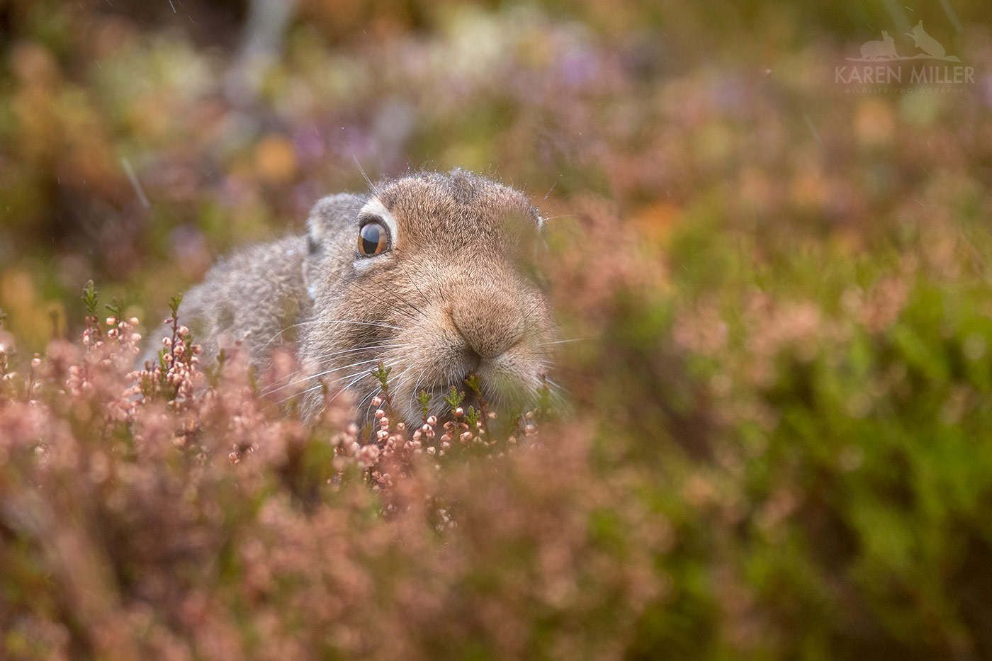 A close-up of a rabbit's face peeking through purple heather plants, with a soft focus background.