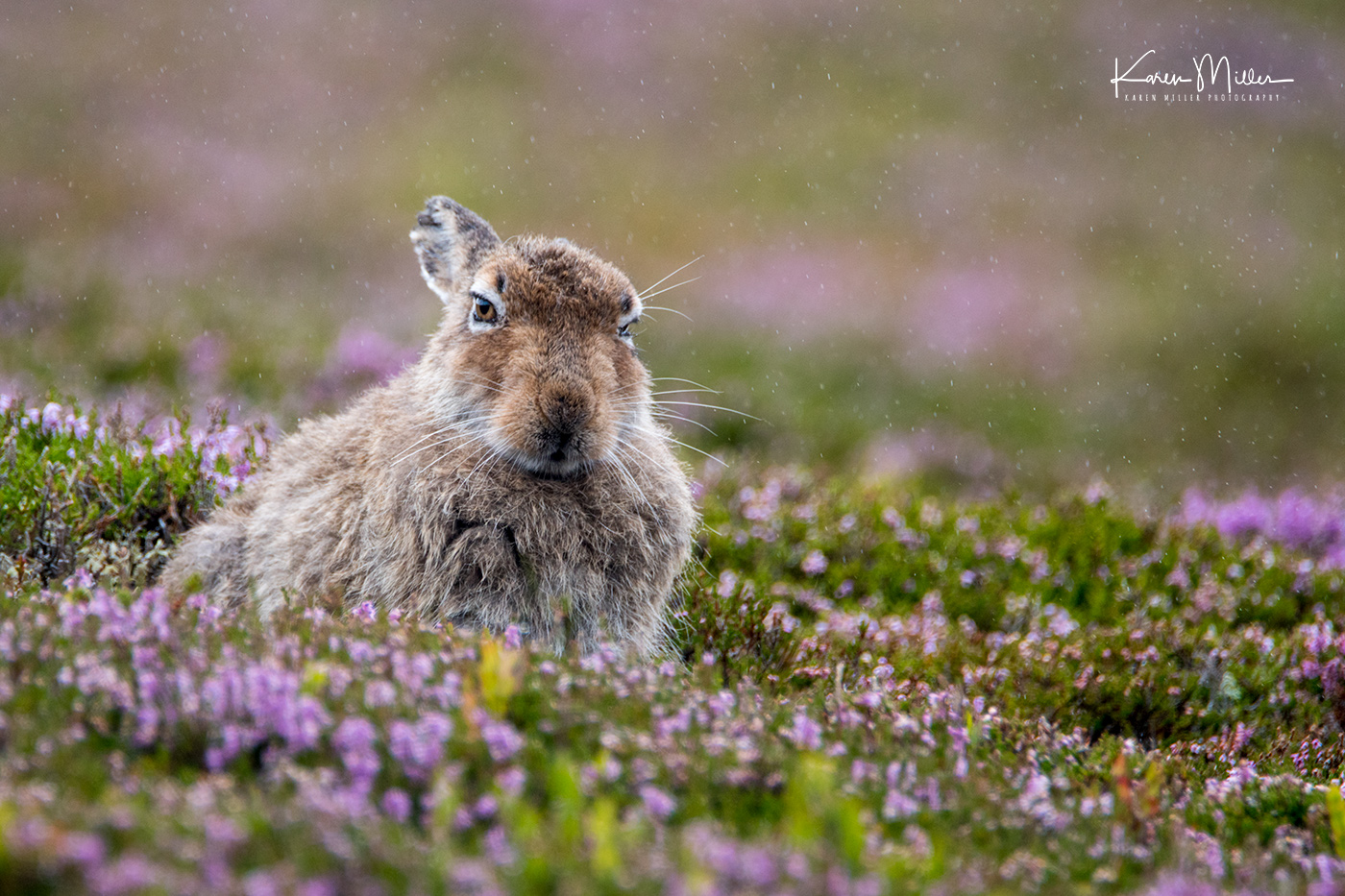A close-up of a brown hare sitting in a field of purple flowers, with raindrops falling in the background.