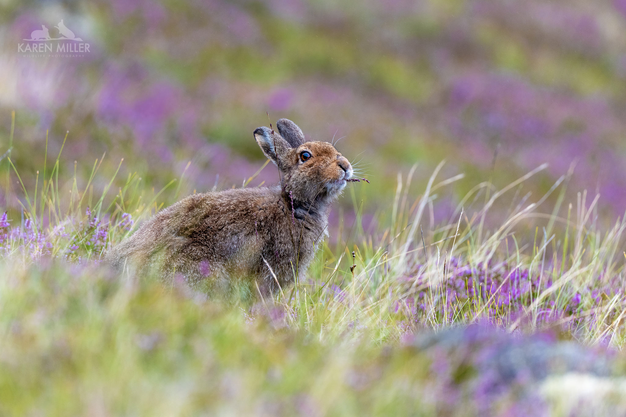A brown rabbit sitting in a field of purple heather flowers, munching on a twig.