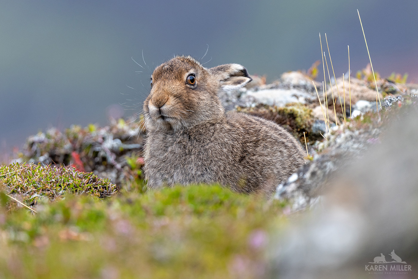 A close-up of a brown hare sitting among green vegetation and rocky terrain, with a blurred background.