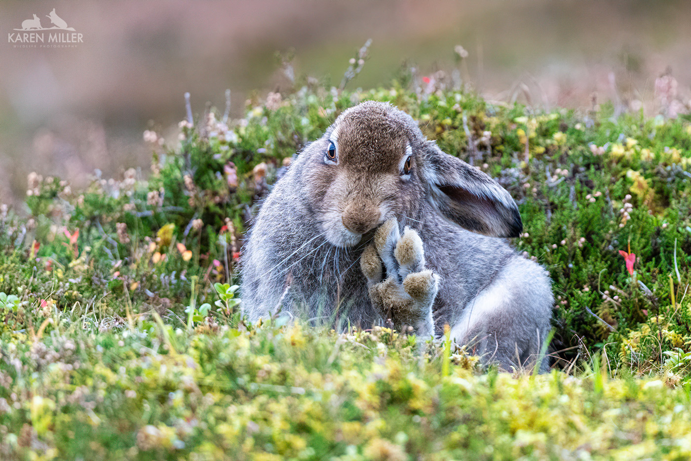 A close-up of a hare sitting in a grassy area, with one paw raised to its mouth, surrounded by green moss and colorful flowers.
