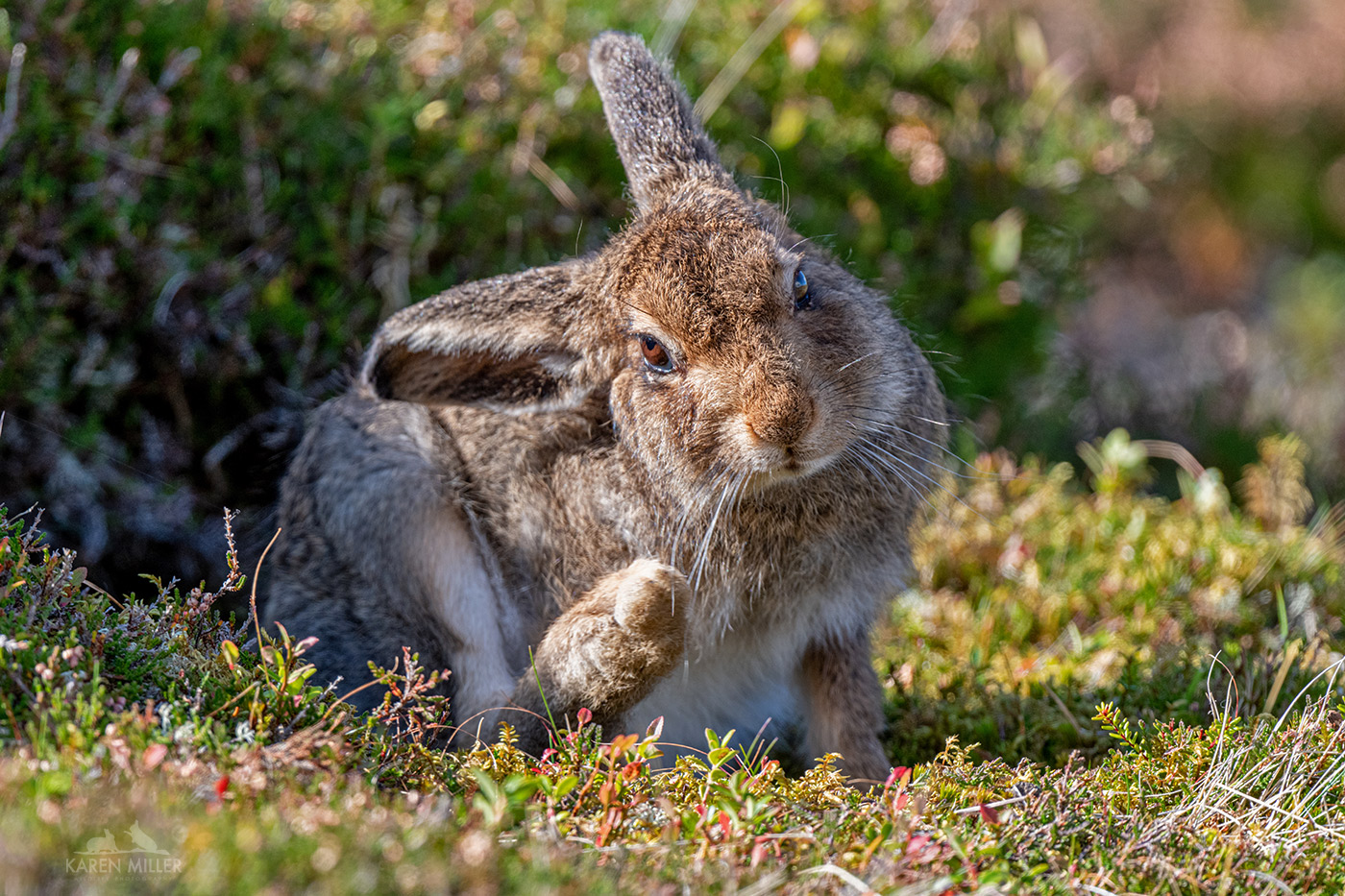 A close-up of a rabbit sitting in grass, scratching its ear with a paw, surrounded by greenery.