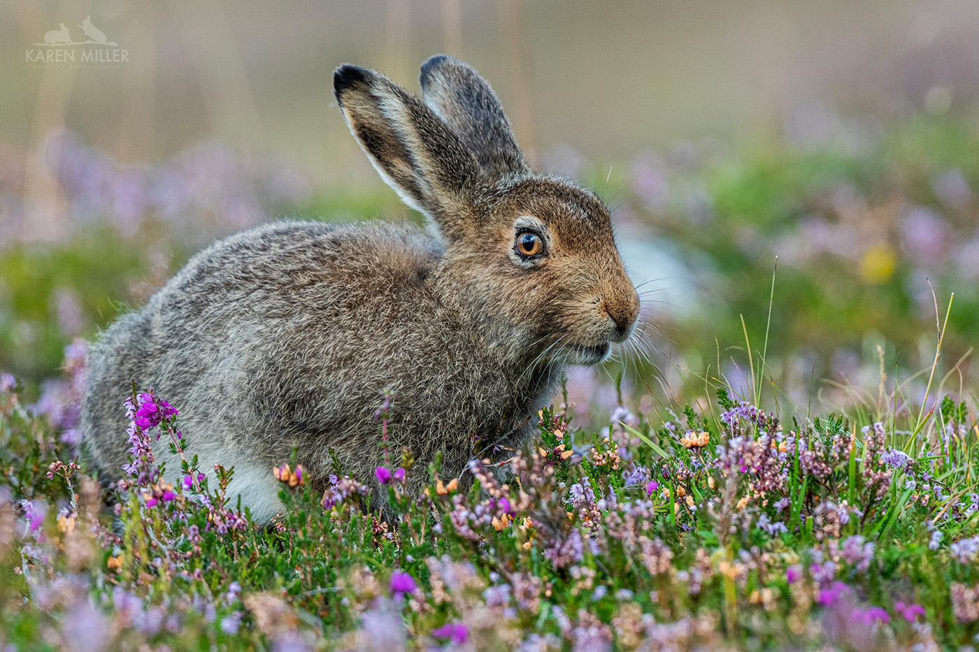 A close-up of a brown hare resting among colorful wildflowers in a grassy field.