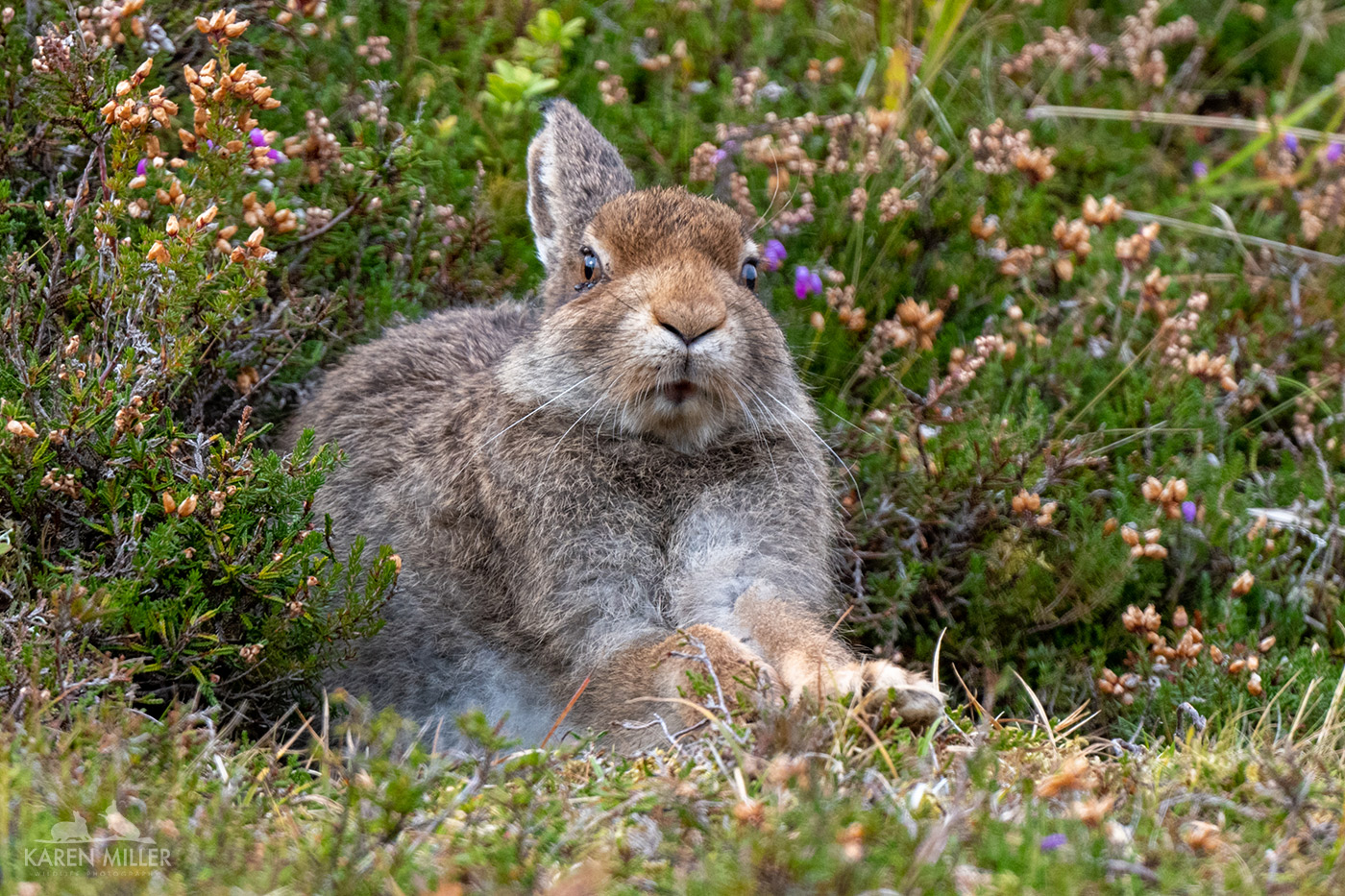A brown rabbit lounging in a grassy area surrounded by blooming flowers and greenery.