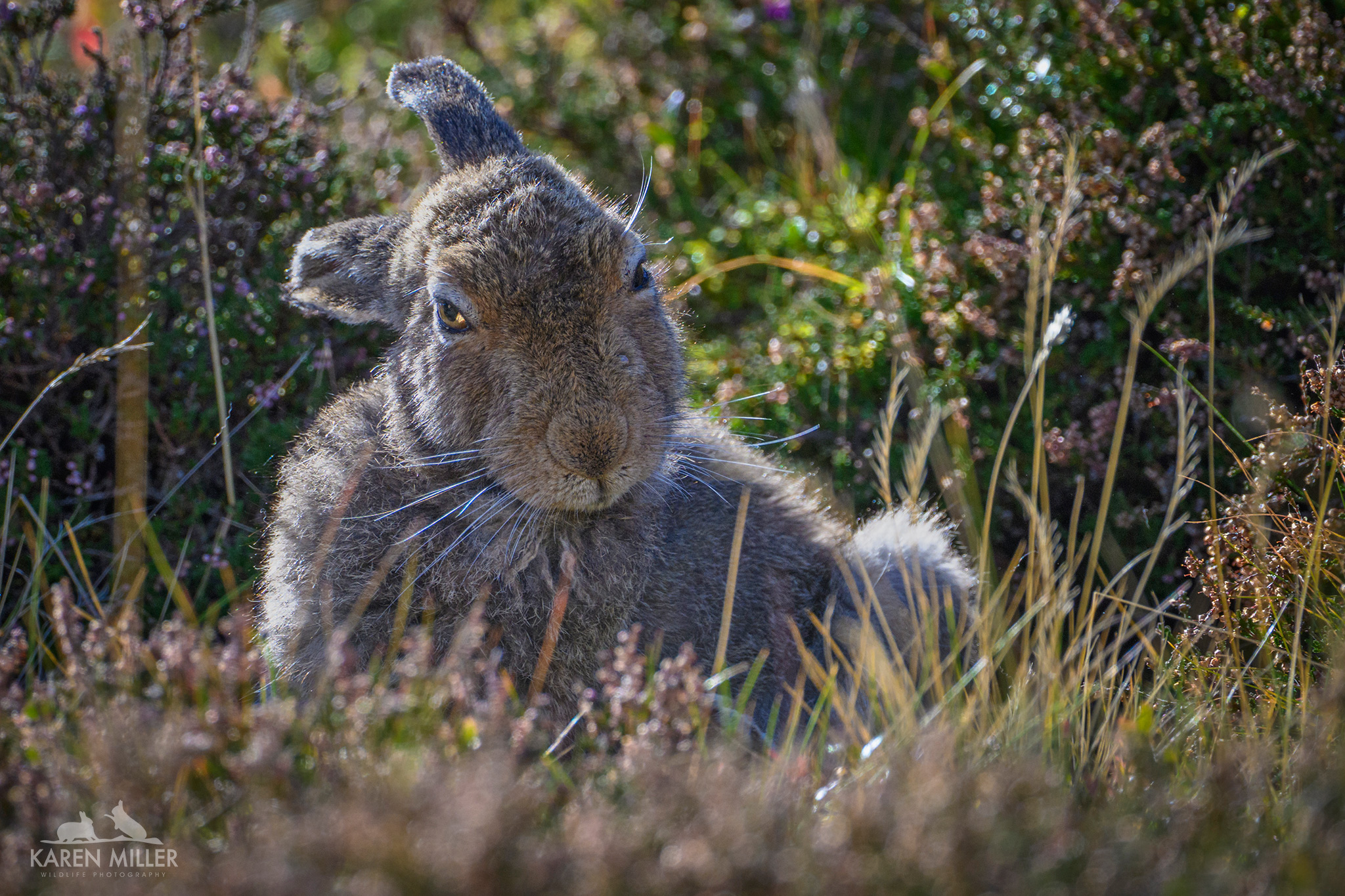 Close-up of a brown hare sitting amidst grass and wildflowers in a natural setting.