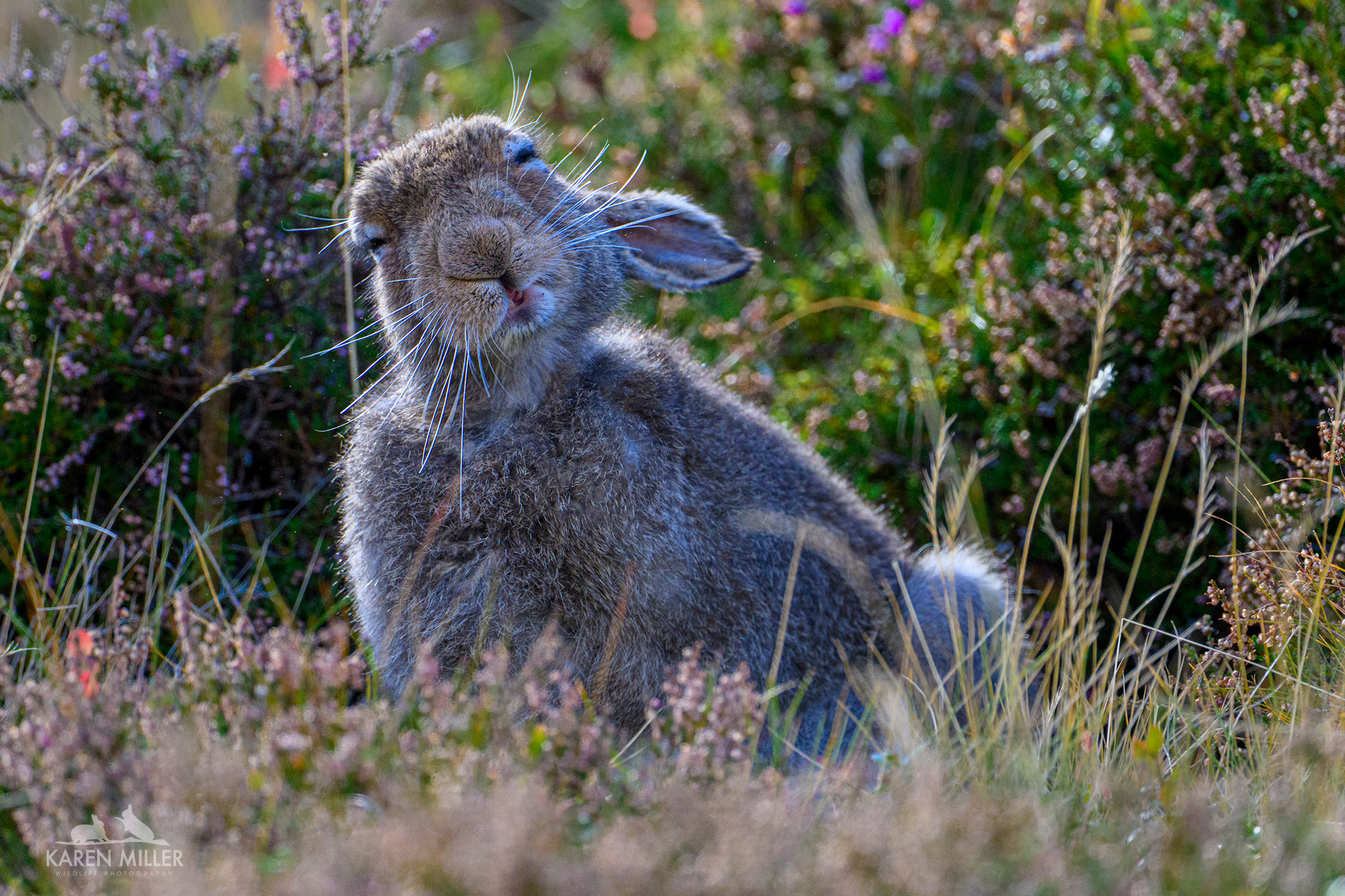 A close-up of a grey rabbit sitting among colorful wildflowers in a grassy field, with a cheerful expression on its face.