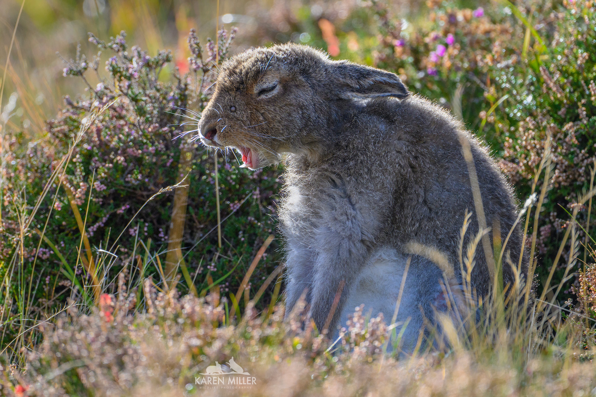 A rabbit sitting in a field of wildflowers, yawning under sunlight.