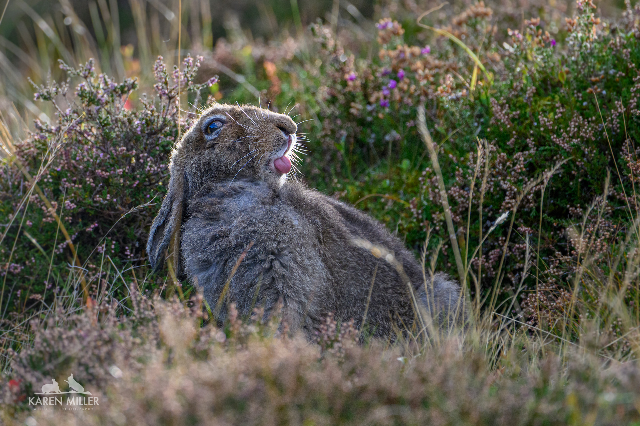 A close-up of a rabbit resting in a field, with its tongue out, surrounded by heather and grasses.